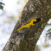 Black-headed Oriole