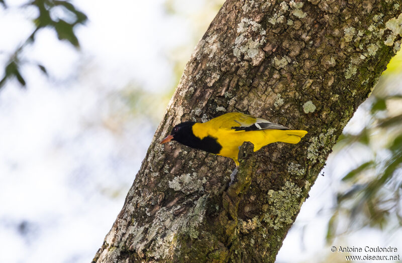 Black-headed Oriole male adult