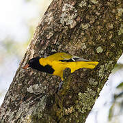 Black-headed Oriole