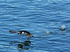 Atlantic Puffin