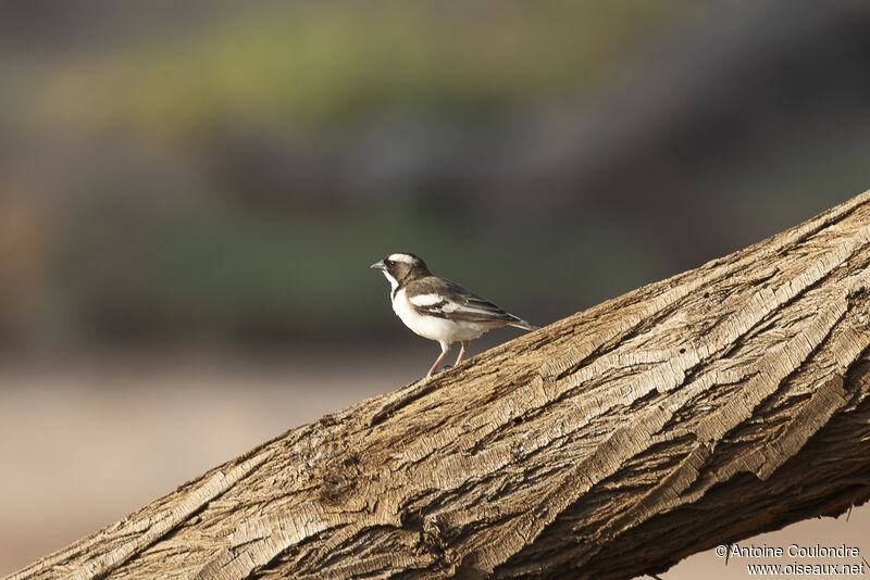 White-browed Sparrow-Weaveradult