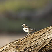 White-browed Sparrow-Weaver