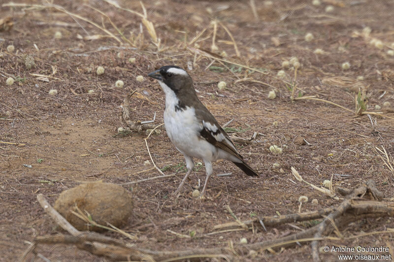 White-browed Sparrow-Weaveradult