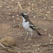 White-browed Sparrow-Weaver