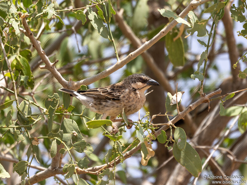 Donaldson Smith's Sparrow-Weaveradult