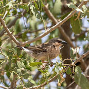 Donaldson Smith's Sparrow-Weaver