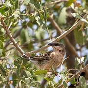 Donaldson Smith's Sparrow-Weaver