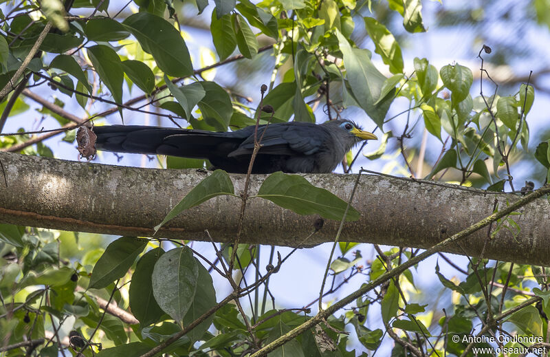 Blue Malkohaadult