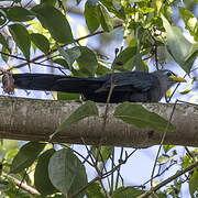 Blue Malkoha