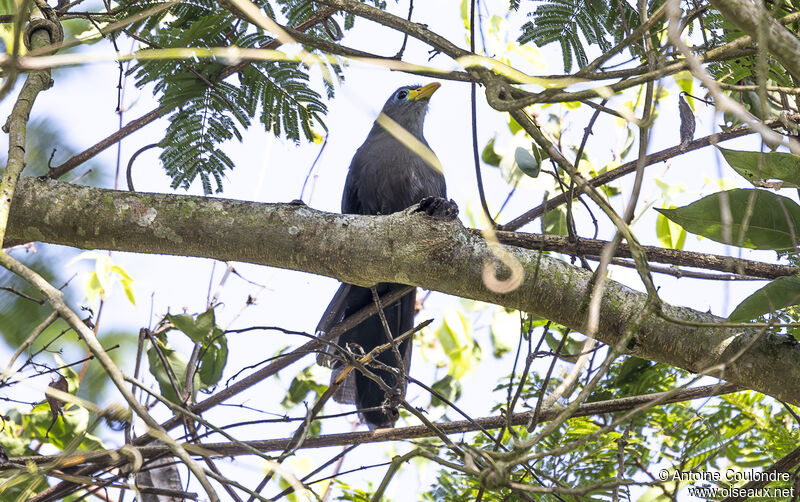 Blue Malkohaadult