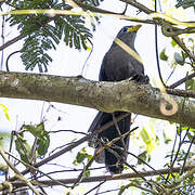 Blue Malkoha