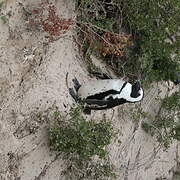 African Penguin