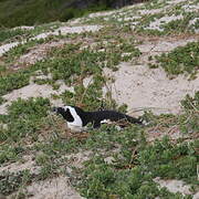 African Penguin