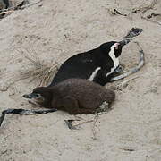 African Penguin