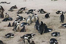 African Penguin