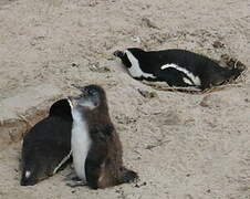 African Penguin