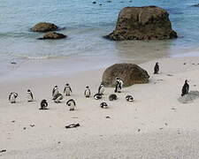 African Penguin