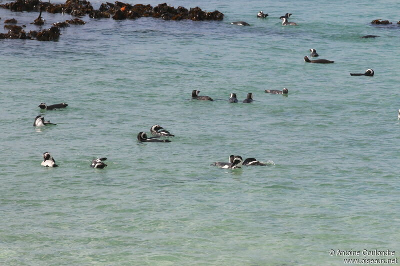 African Penguinadult, swimming