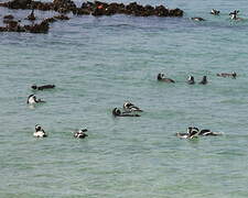 African Penguin