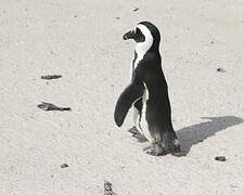 African Penguin