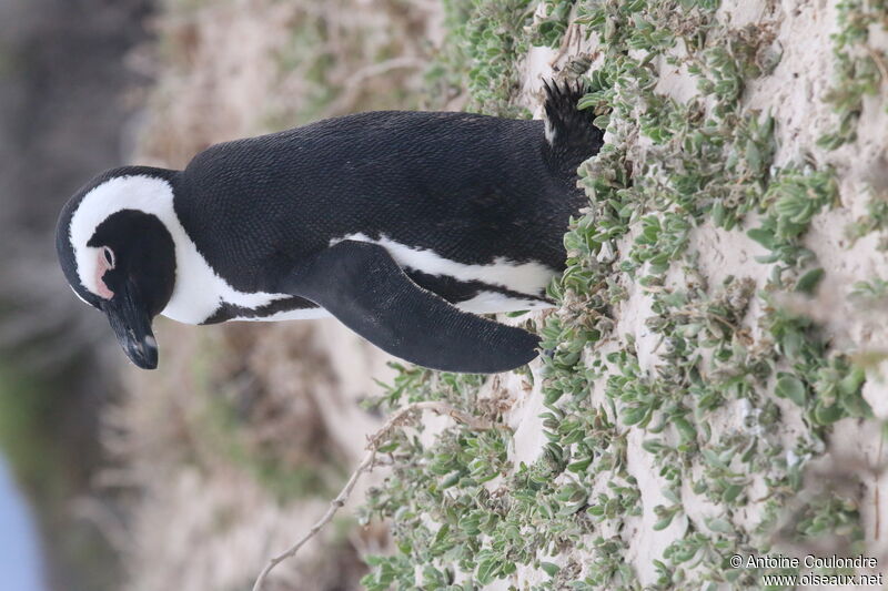 African Penguinadult