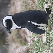 African Penguin