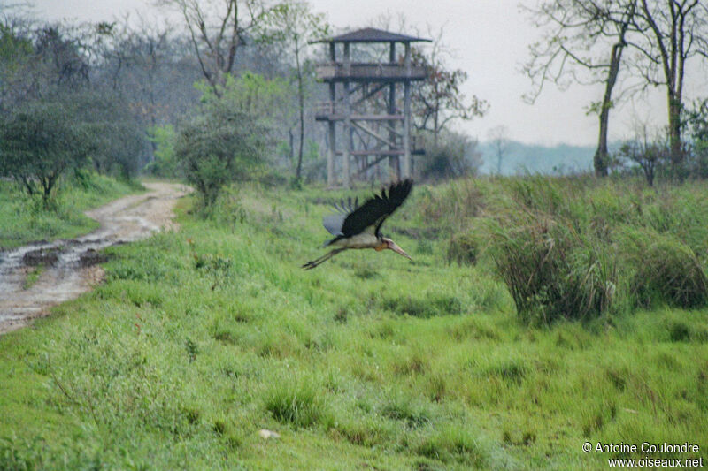 Lesser Adjutantadult