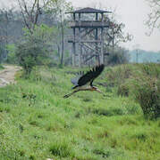 Lesser Adjutant