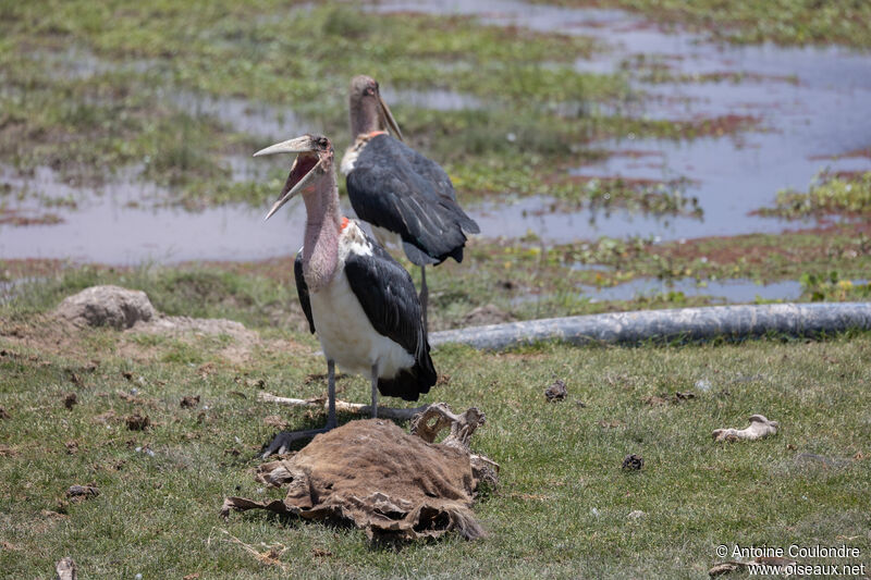 Marabou Storkadult, eats