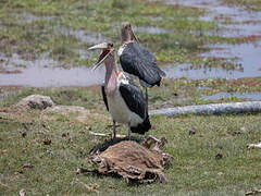 Marabou Stork