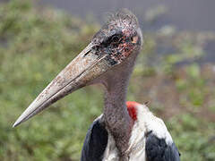 Marabou Stork