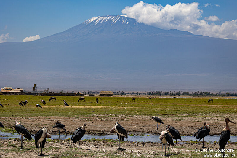 Marabout d'Afrique, habitat