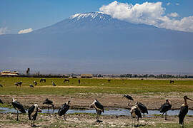 Marabou Stork