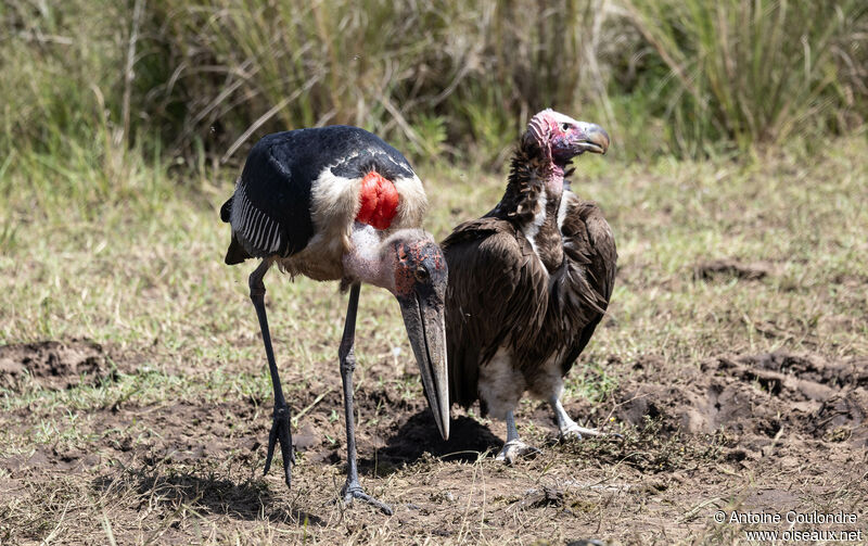 Marabou Storkadult, eats