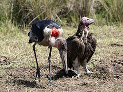 Marabou Stork