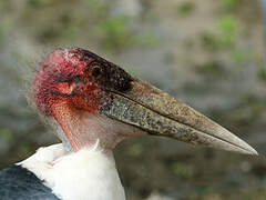 Marabou Stork