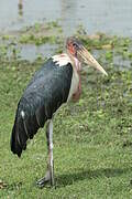 Marabou Stork