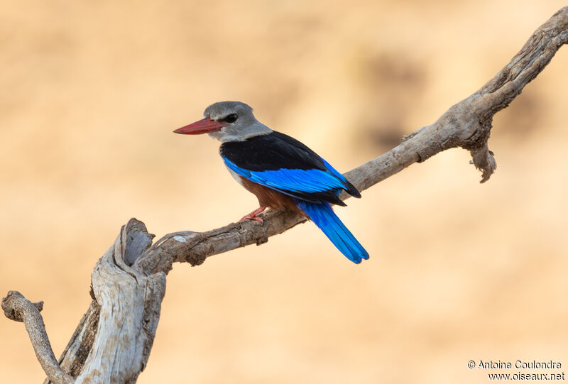 Grey-headed Kingfisheradult