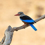 Grey-headed Kingfisher