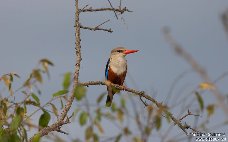 Grey-headed Kingfisheradult