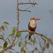 Grey-headed Kingfisher