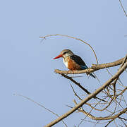 Grey-headed Kingfisher