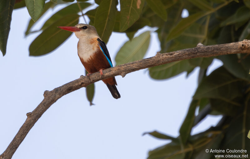 Grey-headed Kingfisheradult