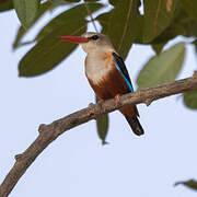 Grey-headed Kingfisher