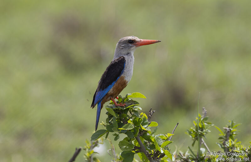 Grey-headed Kingfisheradult