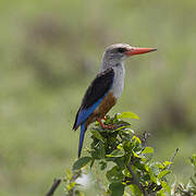 Grey-headed Kingfisher