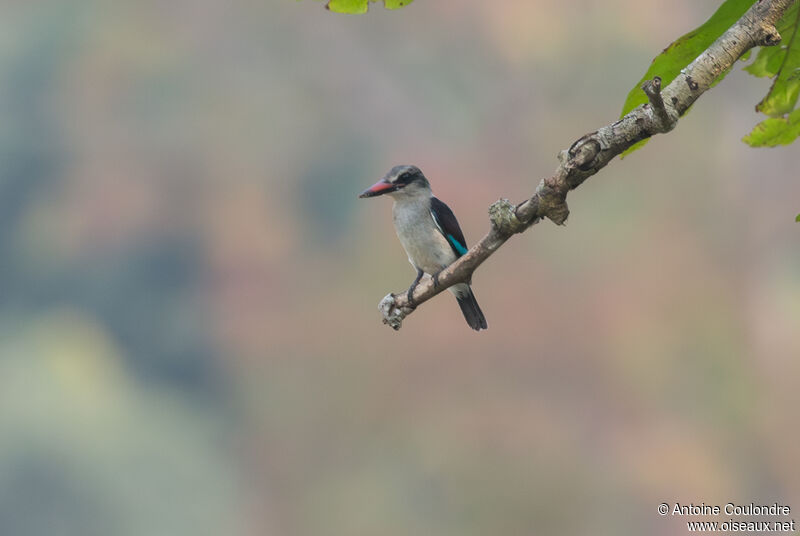 Woodland Kingfisherimmature