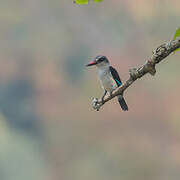 Woodland Kingfisher