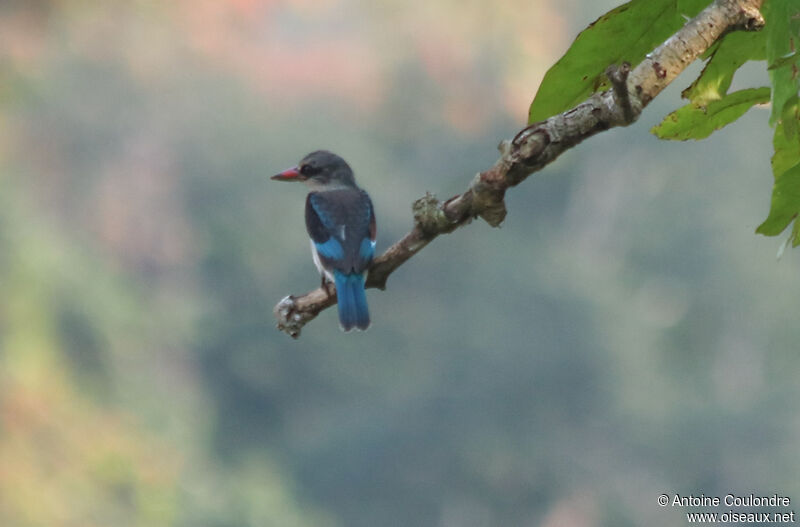 Woodland Kingfisherimmature