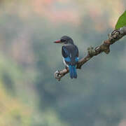 Woodland Kingfisher